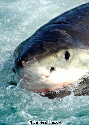 Great White shark makes off with decoy by James Mason 